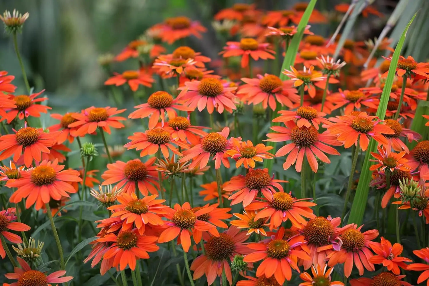 Echinacea purpurea ‚Lakota Orange’ Scheinsonnenhut Staude mit orange Blüten, Stauden Gänge, Nahaufnahme der Blüten und Blätter