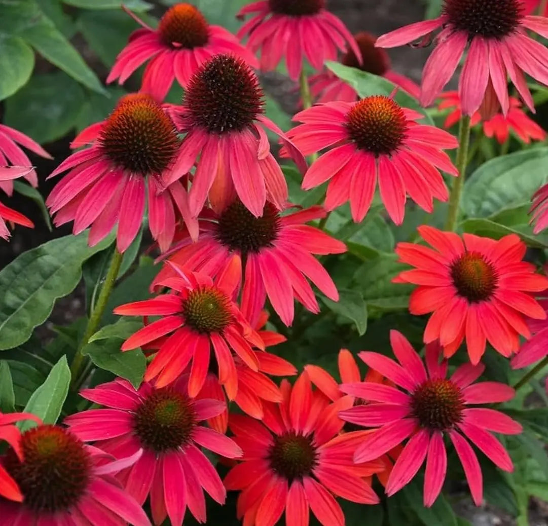Echinacea purpurea ‚Lakota Red‘ Staude mit purpurroten Blüten, Stauden Gänge, Scheinsonnenhut, Nahaufnahme der Blüten.