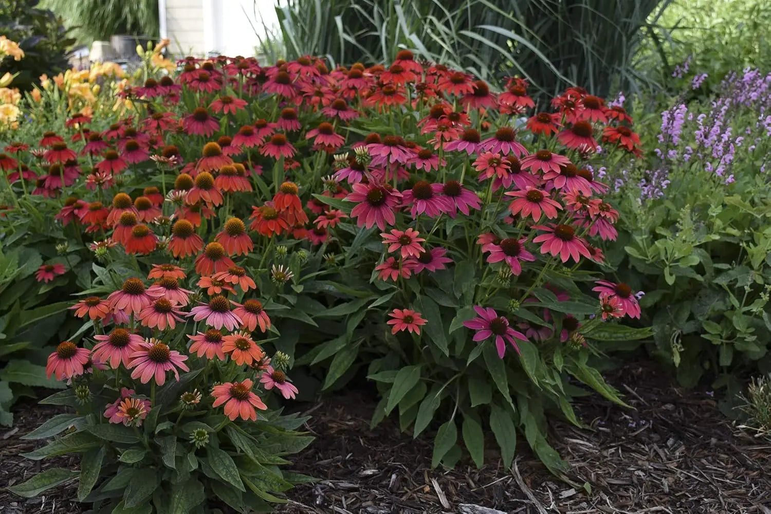 Rote Echinacea purpurea ‚Lakota Red‘ Staude von Stauden Gänge mit pinken Blüten und grünen Blättern, Frühlings- oder Sommerbild