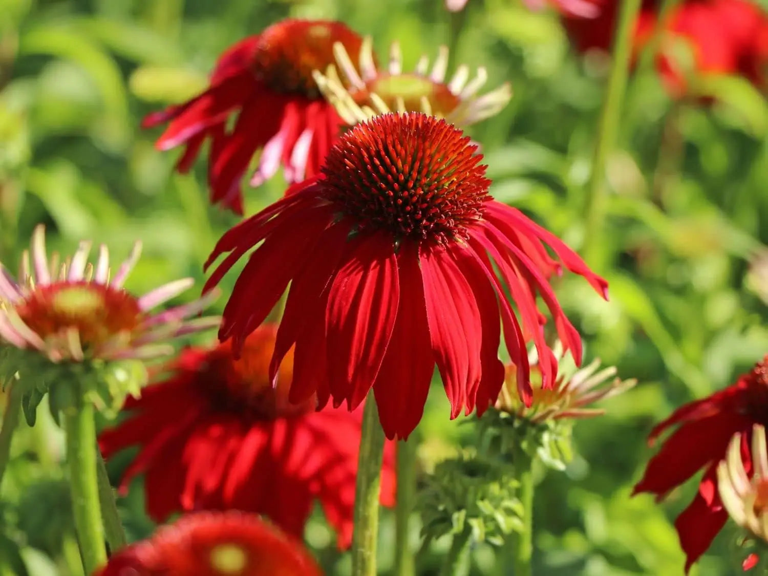 Echinacea purpurea ‚Lakota Red‘ Scheinsonnenhut, Staude mit roten Blüten, im Garten mit grünen Blättern, von Stauden Gänge