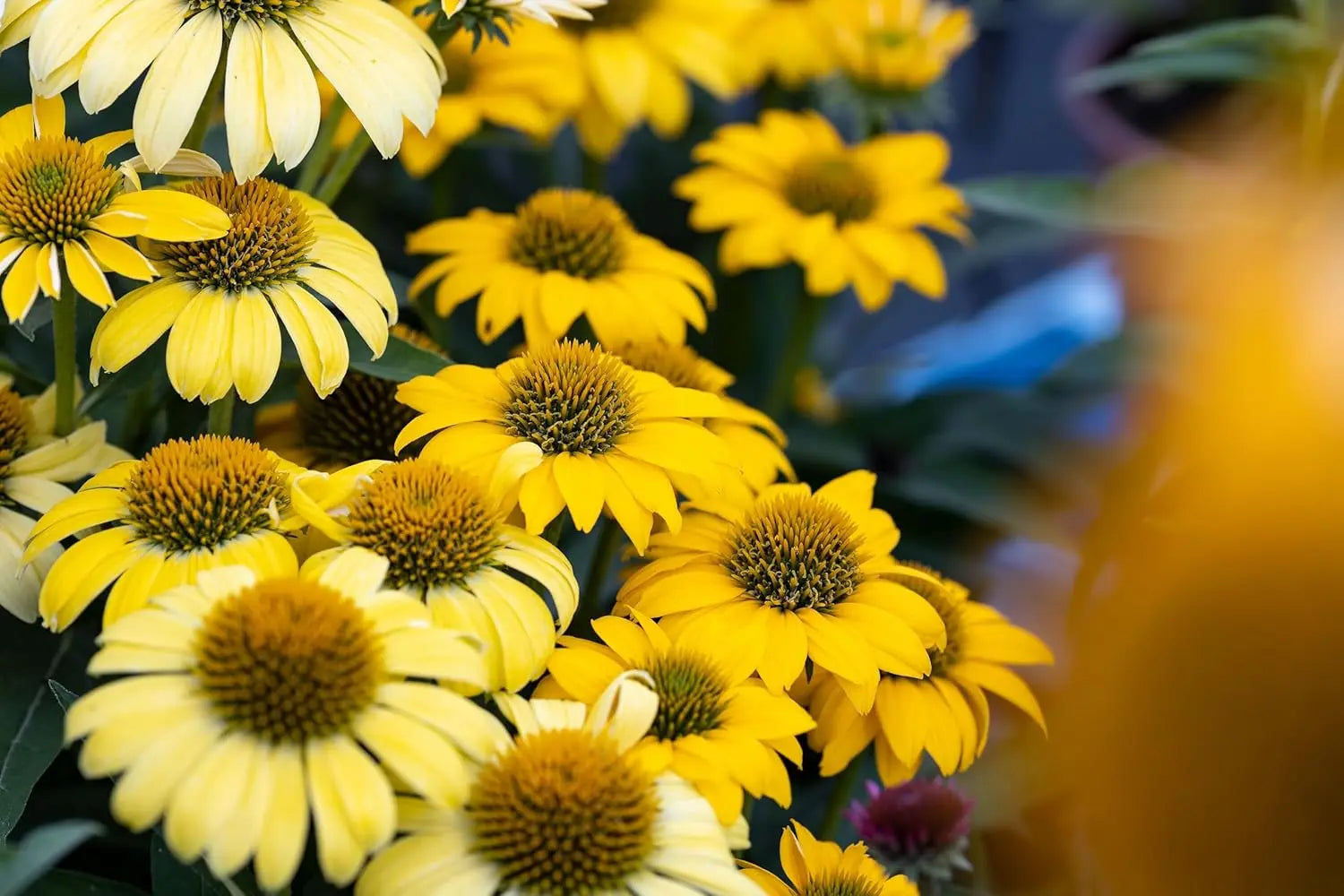 Gelbe Echinacea purpurea 'Mellow Yellow' Staude mit großen Blüten und grünen Blättern, Stauden Gänge.