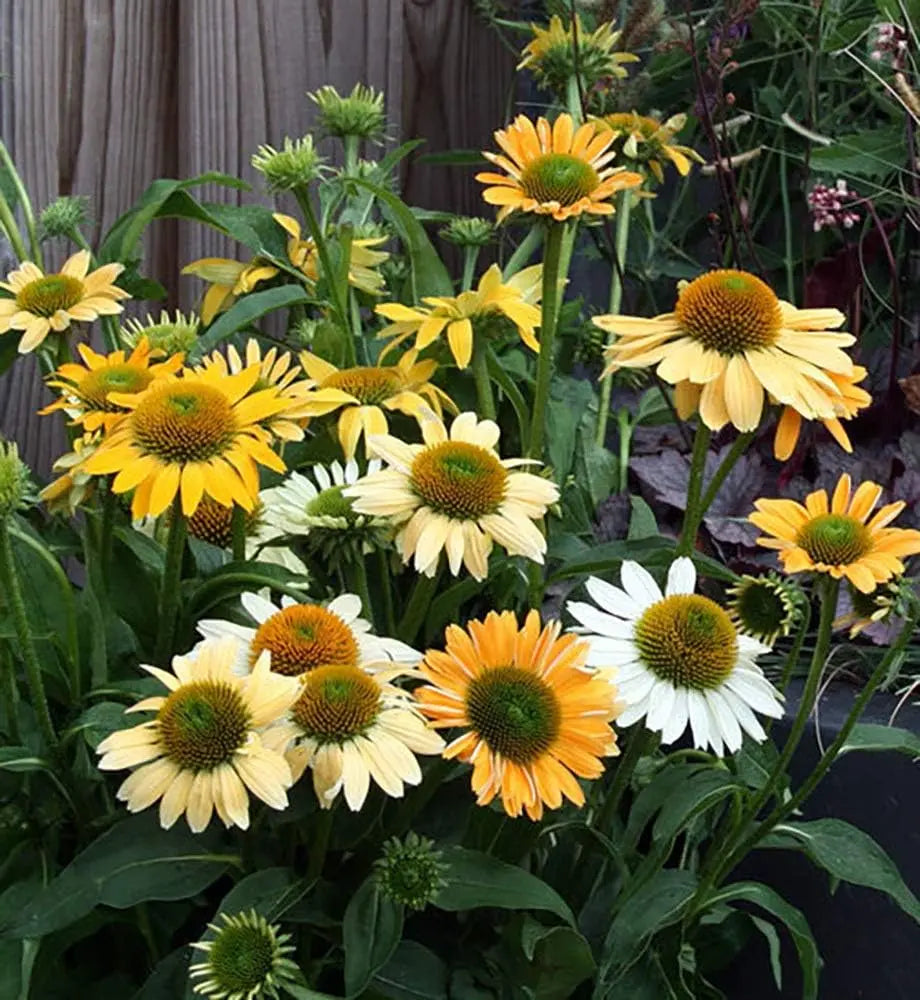 Echinacea purpurea 'Mellow Yellow' Scheinsonnenhut, Staude mit gelben Blüten, von Stauden Gänge, detailreiche Nahaufnahme