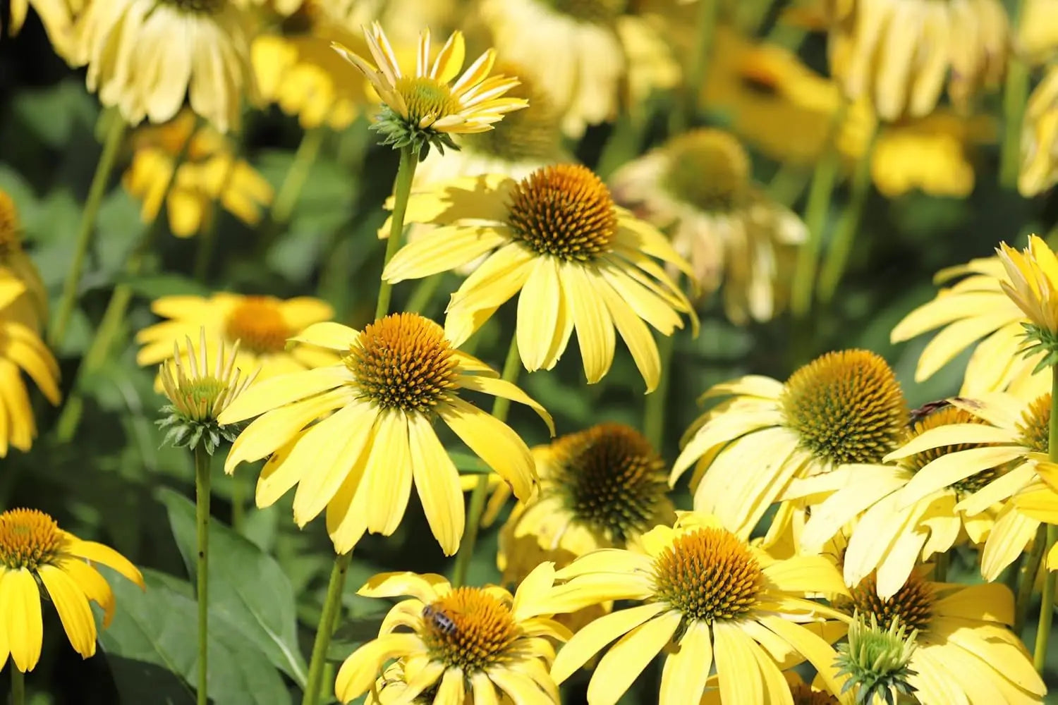 Bunte Echinacea purpurea 'Mellow Yellow' Scheinsonnenhut Staude mit gelben Blüten, von Stauden Gänge.