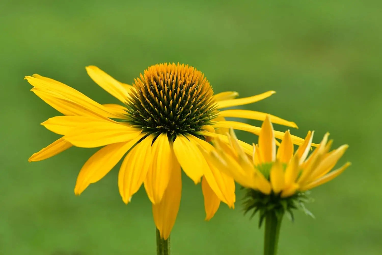 Bunte Echinacea purpurea 'Mellow Yellow' Staude mit gelben Blüten, als Scheinsonnenhut im Garten, von Stauden Gänge