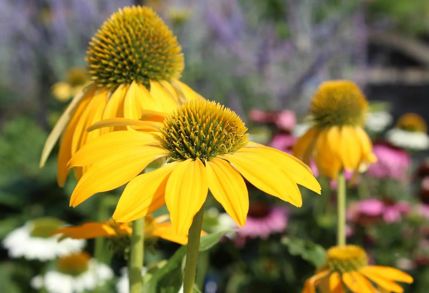 Bunte Echinacea purpurea 'Mellow Yellow' Staude mit gelben Blüten, im Garten bei Stauden Gänge.