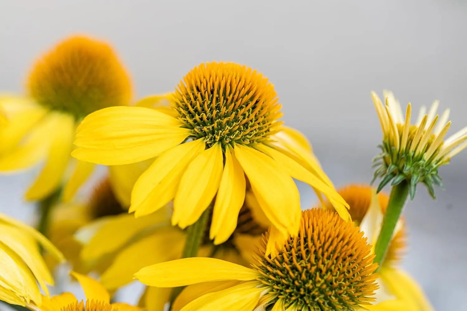 Bunte Echinacea purpurea 'Mellow Yellow' Staude mit gelben Blüten, Stauden Gänge, natürliche Gartenpflanze