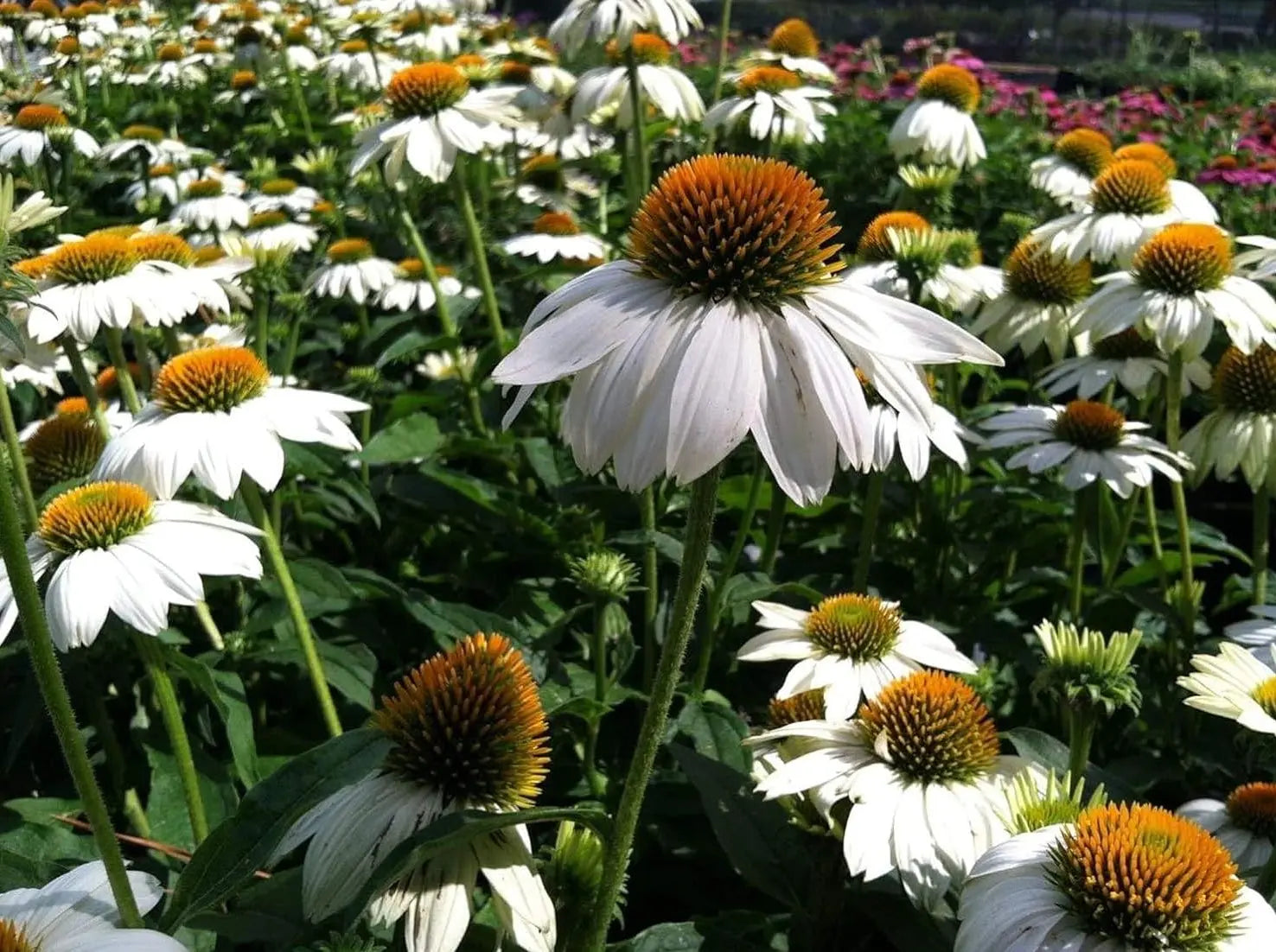 Weiße Echinacea purpurea 'PowWow White' Staude mit großen Blüten und dunklem Zentrum, Stauden Gänge.