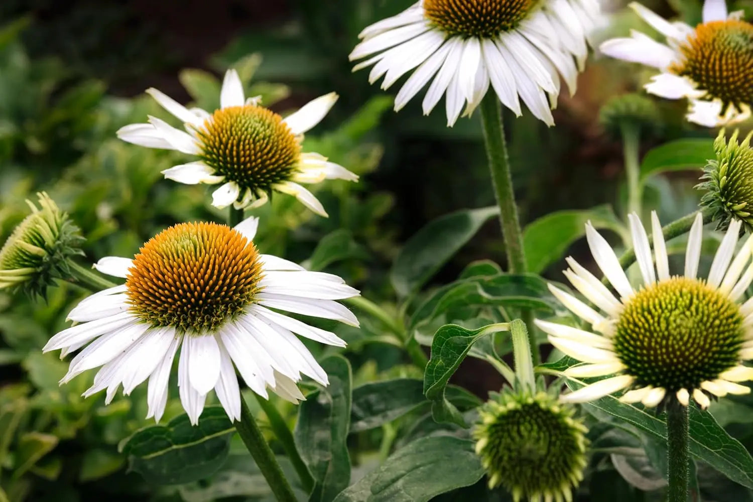 Weißer Echinacea purpurea 'PowWow White' Staude mit großen Blüten, Stauden Gänge, natürliche Gartenpflanze