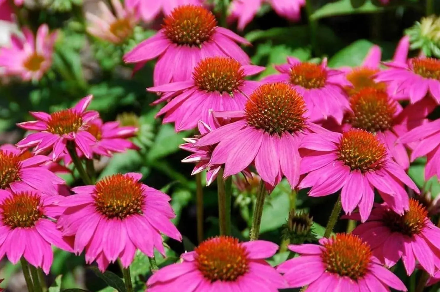 Echinacea purpurea 'PowWow Wild Berry', Scheinsonnenhut Staude von Stauden Gänge mit pinken Blüten und grünen Blättern.
