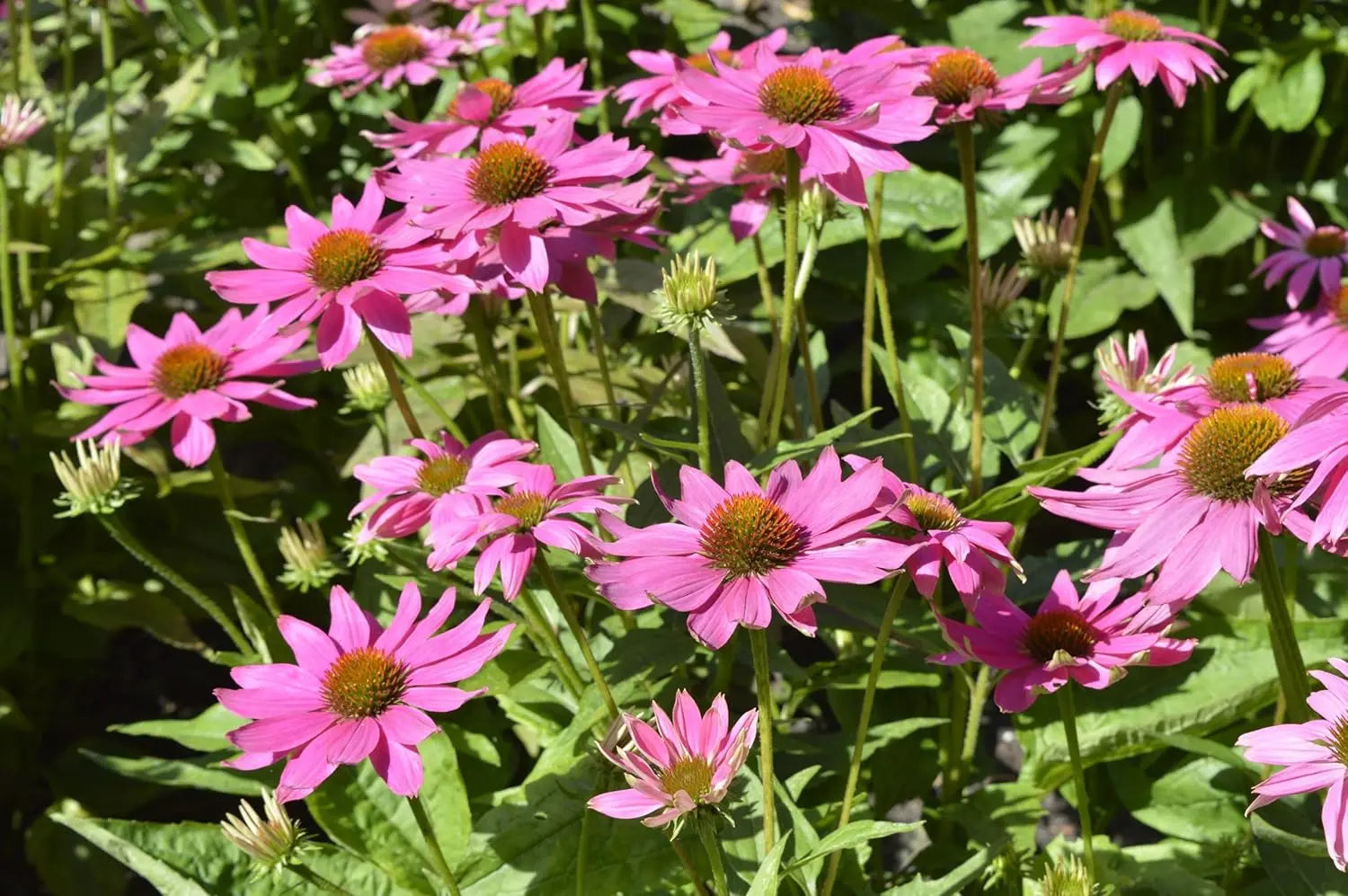 Bunte Echinacea purpurea 'PowWow Wild Berry' Staude mit pinken Blüten, im Garten von Stauden Gänge.