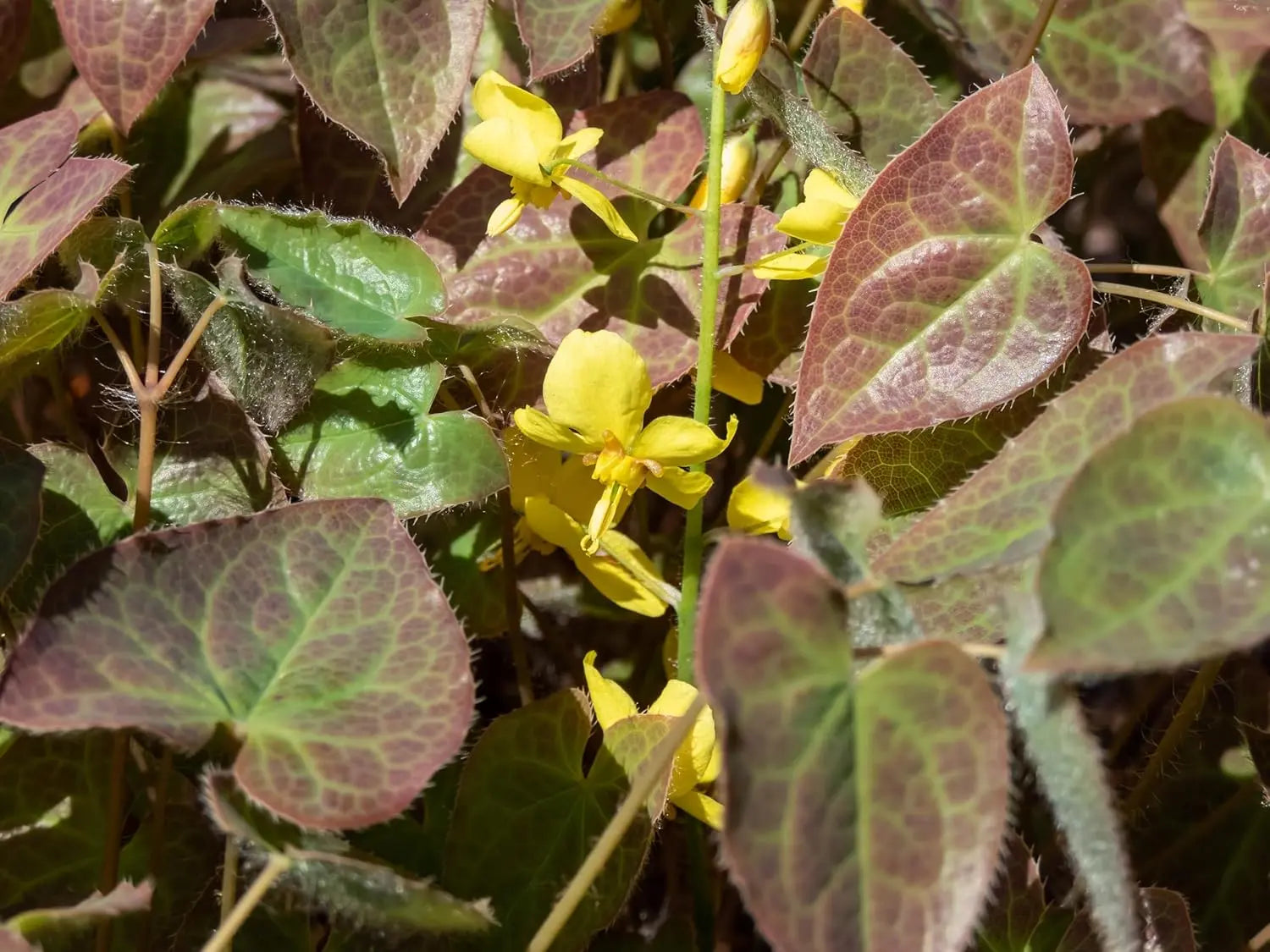 Epimedium perralchicum 'Frohnleiten', Elfenblume, Staude mit grünen Blättern und zarten Blüten, Stauden Gänge