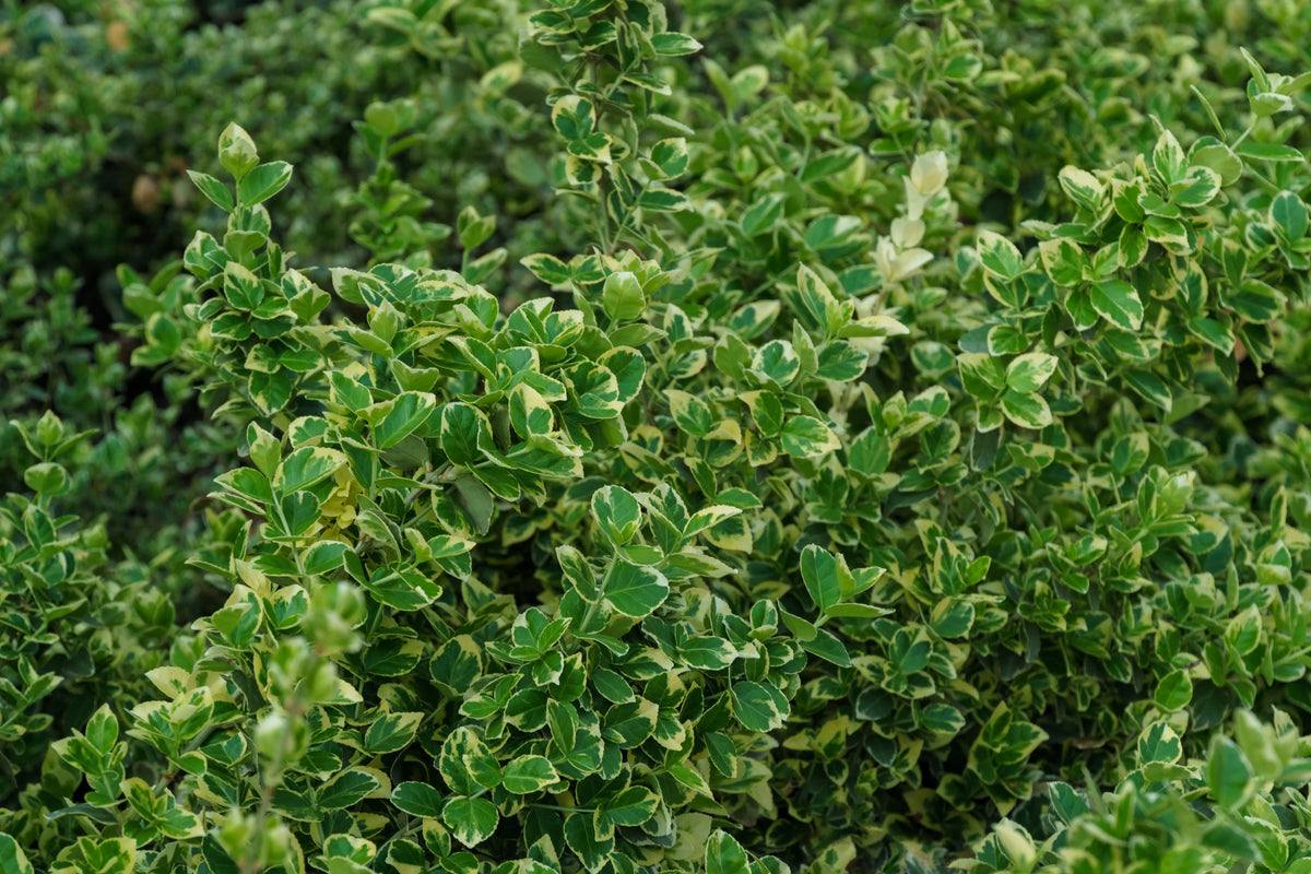 Weißbunte Kriechspindel Euonymus fortunei 'Emerald'n Gaiety' Staude, grüne Blätter mit weißen Mustern, rankende Pflanze.