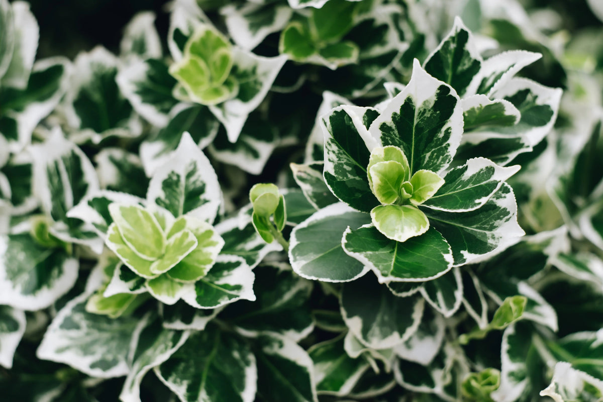 Euonymus fortunei 'Emerald'n Gaiety' Weißbunte Kriechspindel, Staude, grüne und weiße Blätter, Bodendecker, Stauden Gänge