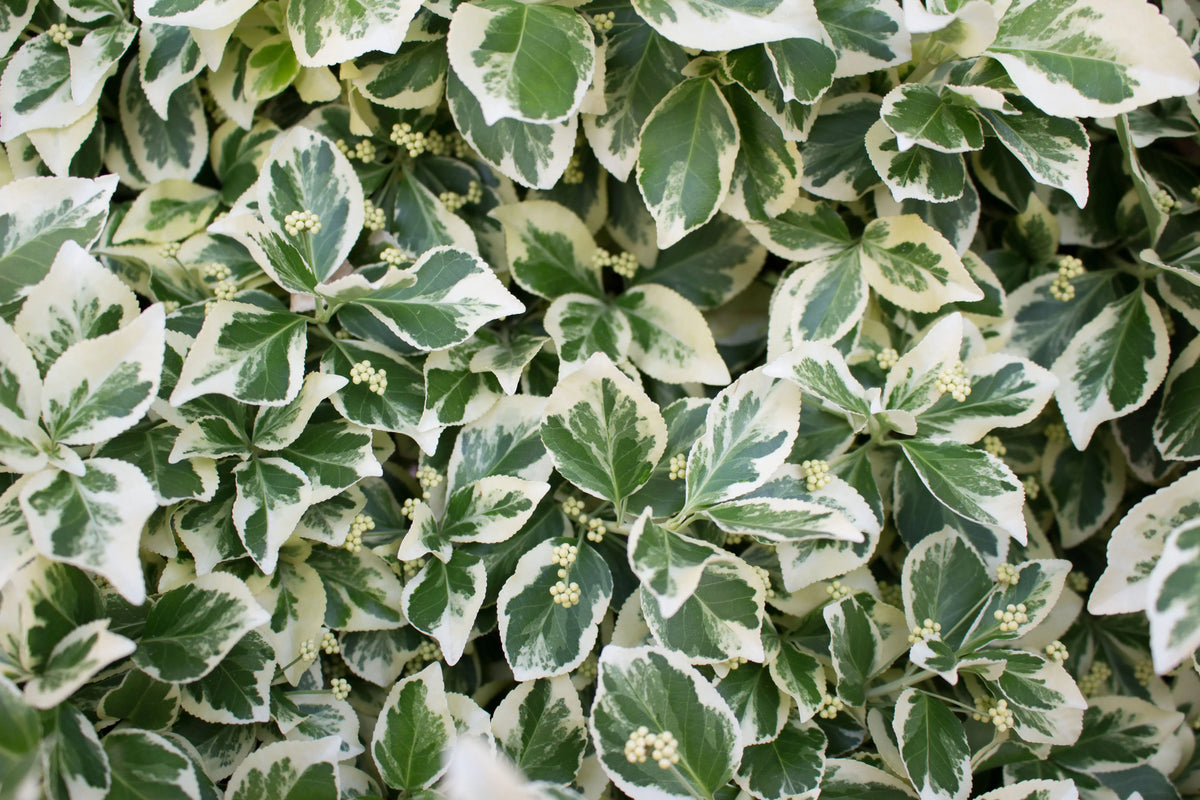 Euonymus fortunei 'Emerald'n Gaiety' Weißbunte Kriechspindel, Staude, grüne Blätter mit weißer Musterung, ideal für Bodendecker