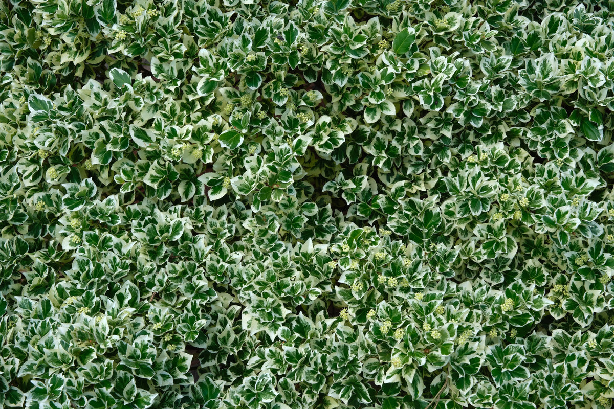 Euonymus fortunei 'Emerald'n Gaiety', weiße, bunte Kriechspindel, Staude, wächst am Boden, von Stauden Gänge.