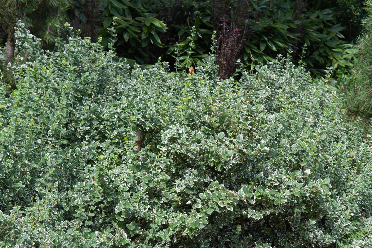 Weißbunte Kriechspindel Euonymus fortunei 'Emerald'n Gaiety', Staude mit grünen und weißen Blättern, wächst als Bodendecker.