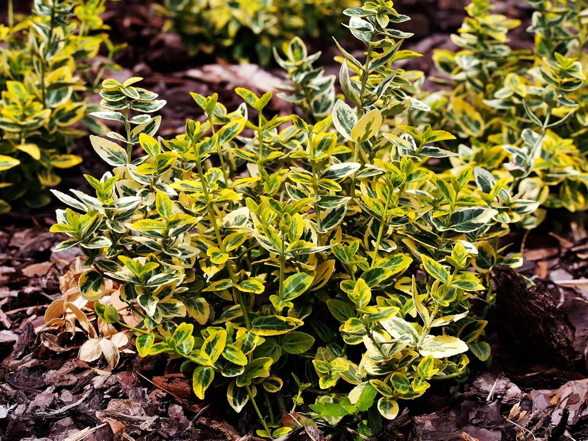 Goldbunte Kriechspindel Euonymus fortunei 'Emerald'n Gold' als Staude, grüne und goldene Blätter, wächst kriechend im Garten.