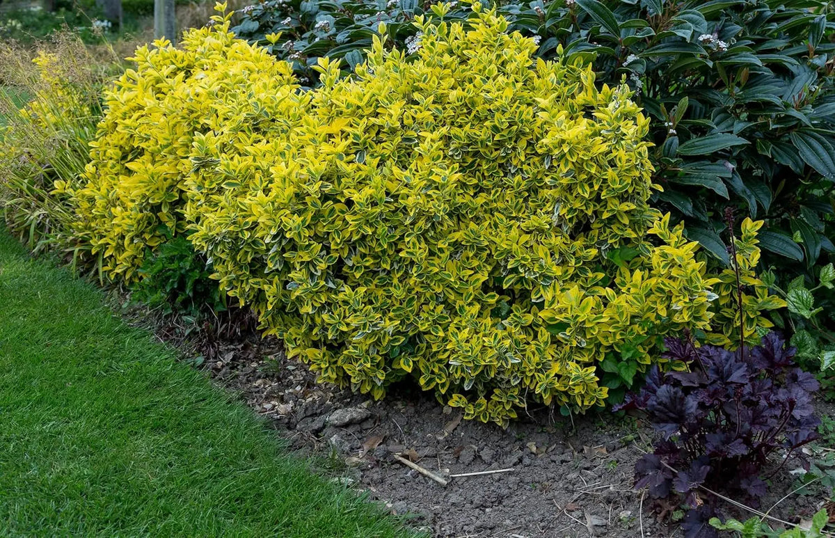 Goldbunte Kriechspindel Euonymus fortunei 'Emerald'n Gold' als Staude, grüne und goldene Blätter, wächst kriechend und breit.