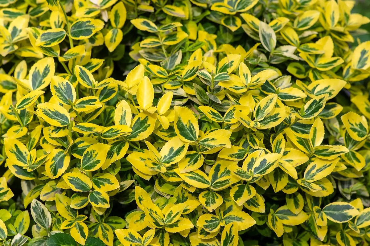Goldbunte Euonymus fortunei 'Emerald'n Gold', kriechende Staude mit grünen und goldenen Blättern, von Stauden Gänge.