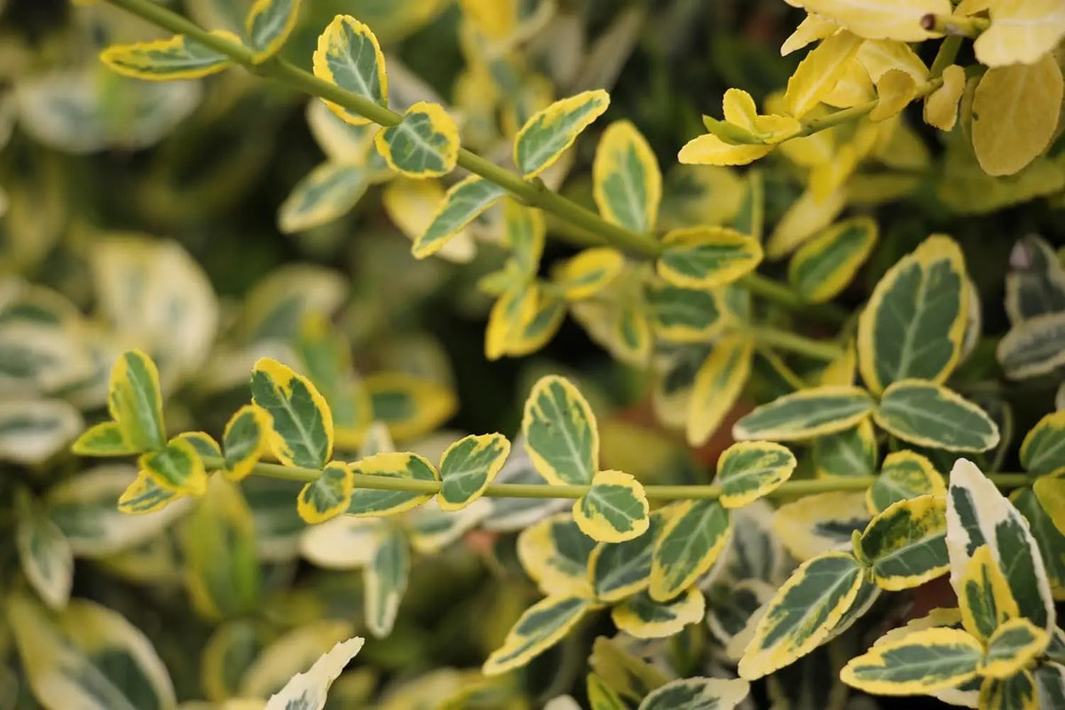 Goldbunte Kriechspindel Euonymus fortunei 'Emerald'n Gold' - Staude mit grünen und goldenen Blättern, wuchsbereit.