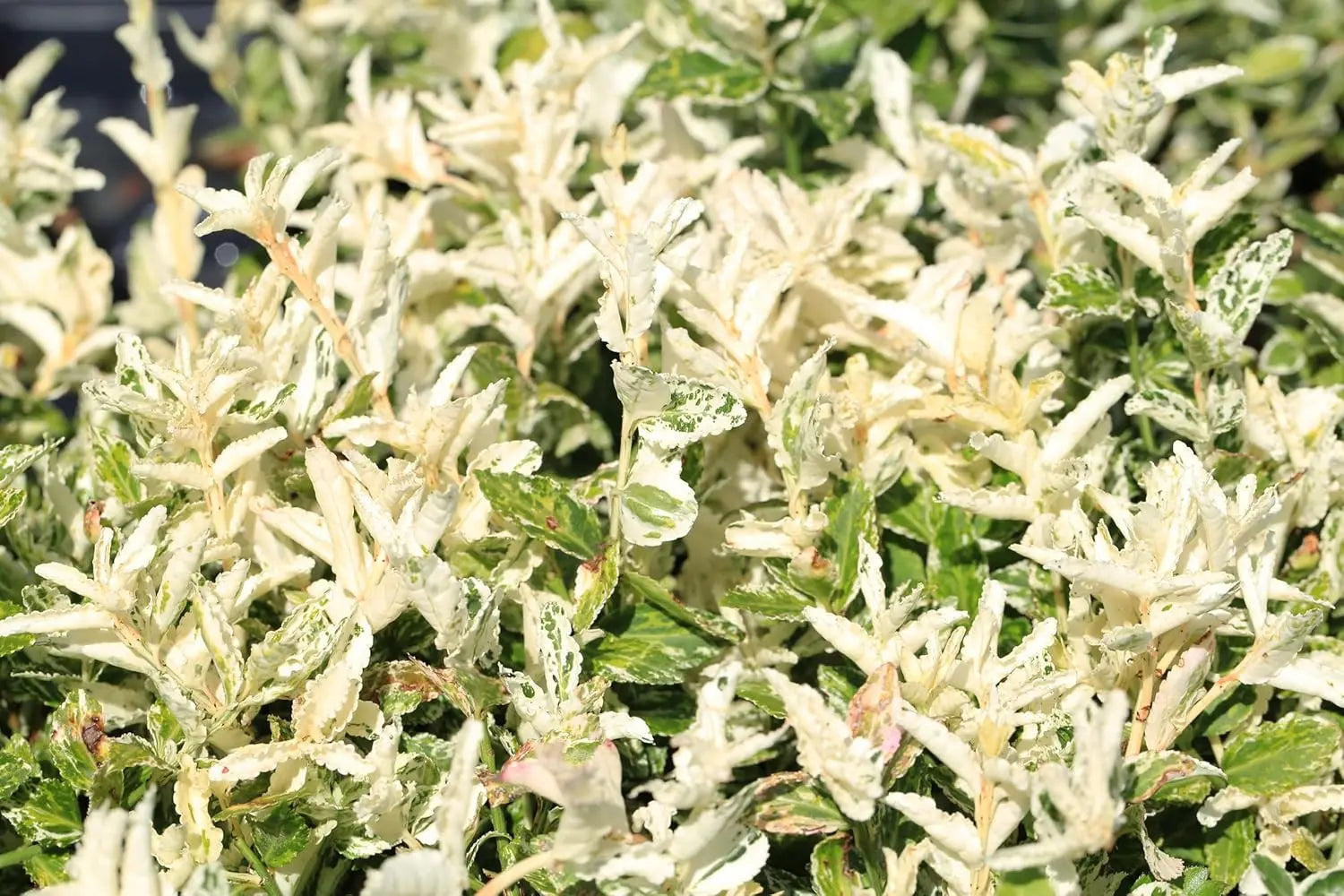 Weiße und grüne Blätter des Euonymus fortunei 'Harlequin' Spindelstrauchs, Staude mit buntem Laub, von Stauden Gänge.