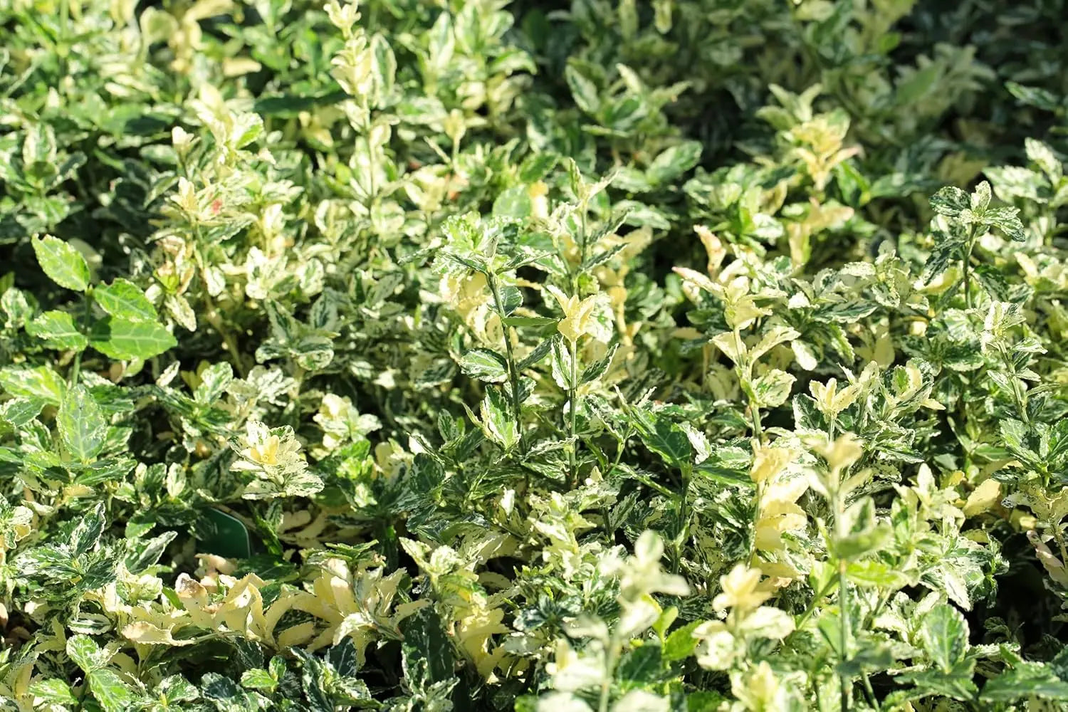 Weiße und grüne Blätter des Euonymus fortunei 'Harlequin' Spindelstrauchs, Stauden Gänge, sommergrüne Staude.