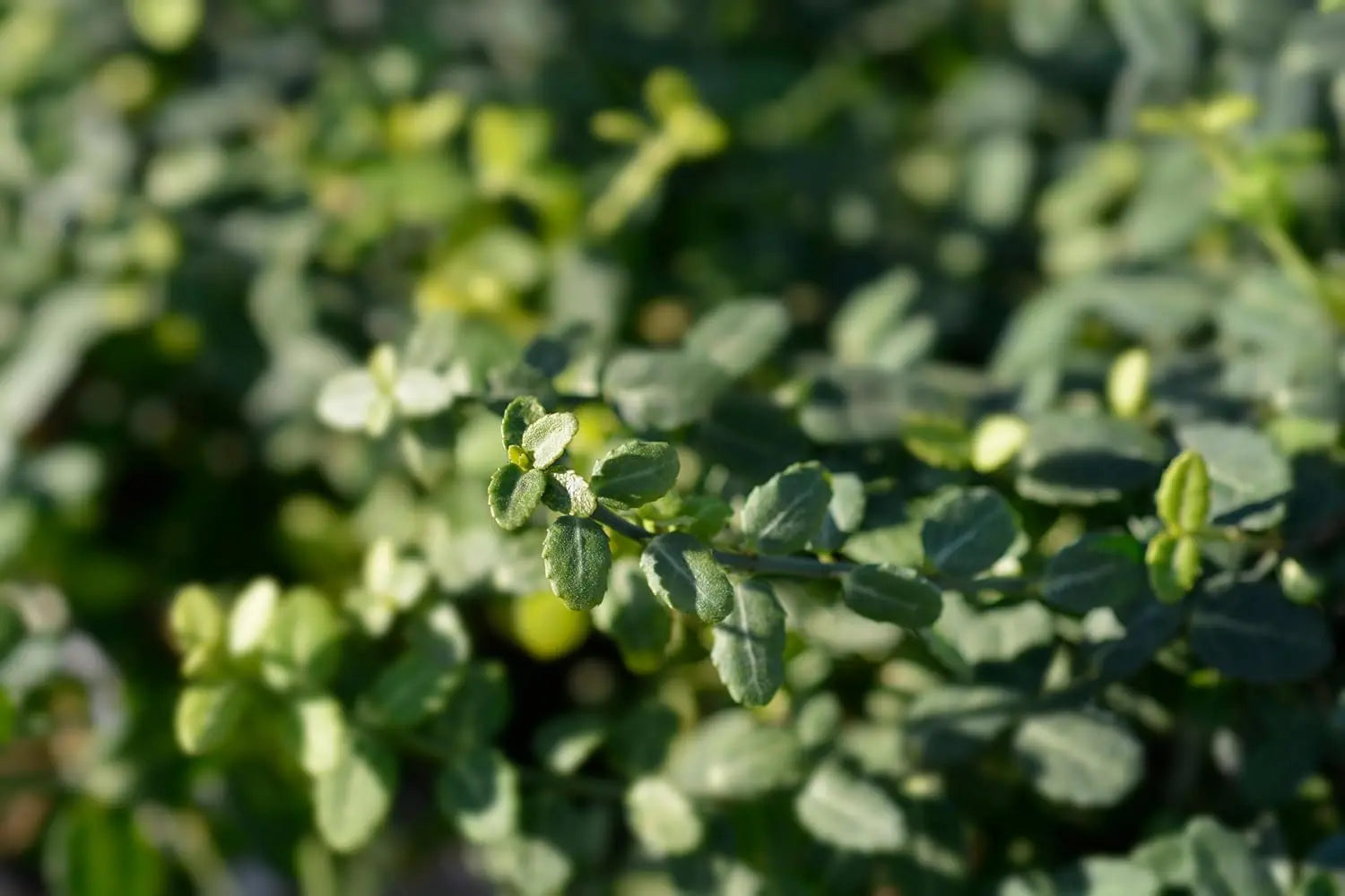 Kleinblättrige Euonymus fortunei ’Minimus‘ Staude, grüne, kompakte Teppichspindel, wächst niedrig und dicht.
