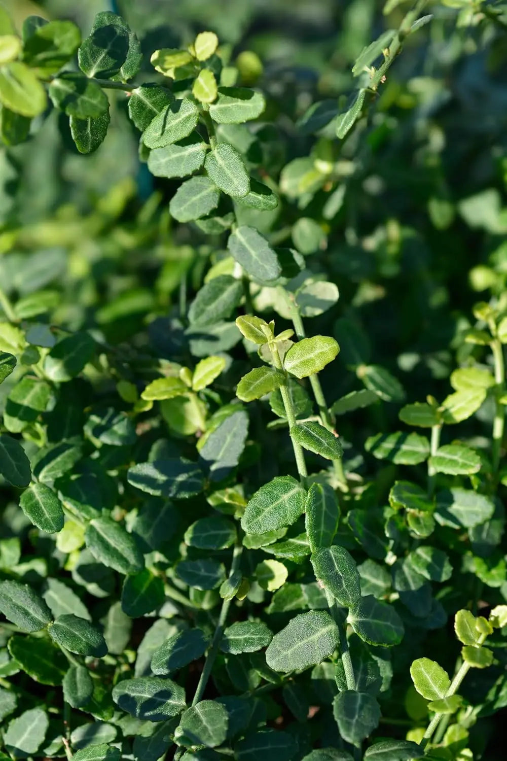 Kleinblättrige Teppichspindel Euonymus fortunei ’Minimus‘, Staude von Stauden Gänge, grüne Blätter und kompakte Wuchsform