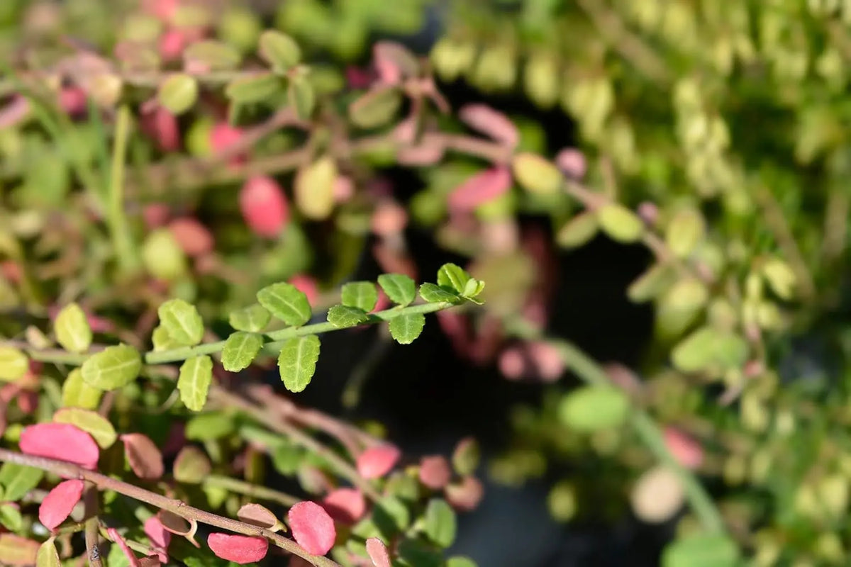 Kleinblättrige Teppichspindel Euonymus fortunei ’Minimus‘, Staude mit kleinen Blättern, grün und kompakt wachsend, bei Stauden Gänge