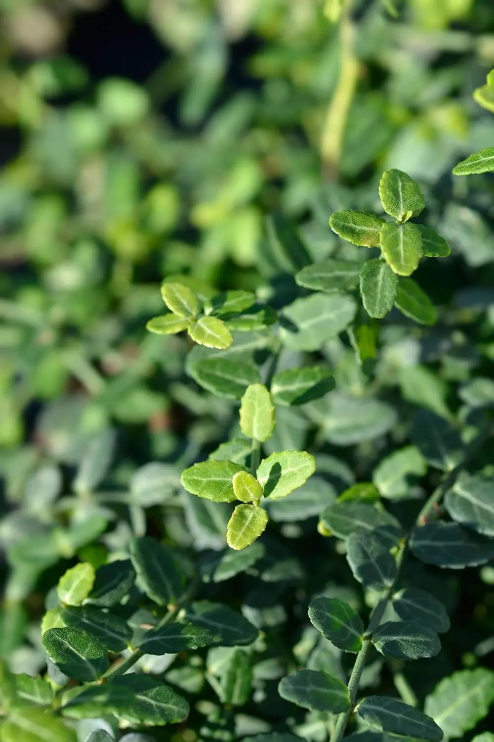 Kleinblättrige Teppichspindel Euonymus fortunei ’Minimus‘, Staude von Stauden Gänge, grüne Blätter, Bodendecker, wächst niedrig