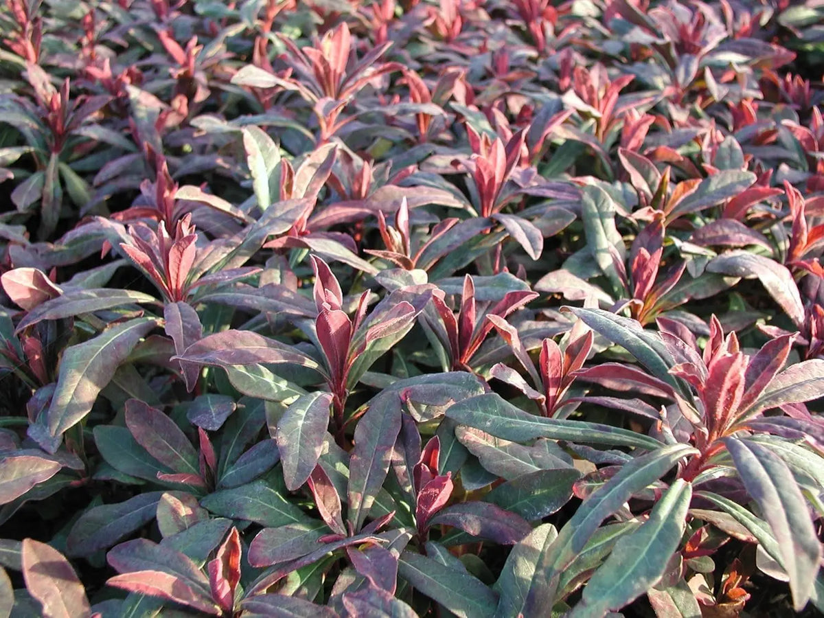 Rote-blättrige Wolfsmilch Euphorbia amygdaloides 'Purpurea' Staude mit dunkelroten Blättern, Stauden Gänge, Nahaufnahme