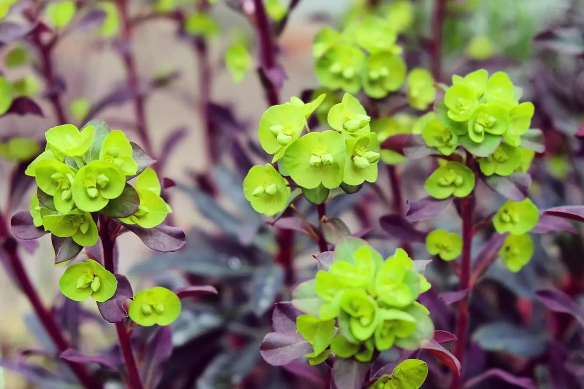 Rote-blättrige Wolfsmilch Euphorbia amygdaloides 'Purpurea' Staude mit dunklen Blättern, wächst im Garten, Stauden Gänge