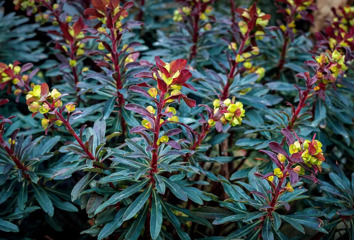 Rote Blätter der Staude Euphorbia amygdaloides 'Purpurea' von Stauden Gänge, winterharte Wolfsmilch, in Gartenbeet