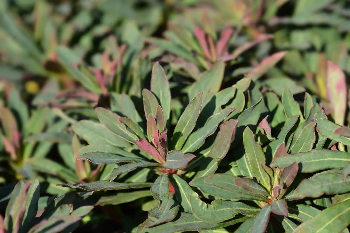 Rote-blättrige Wolfsmilch Euphorbia amygdaloides 'Purpurea', Staude mit violettroten Blättern und grünen Trieben, bei Stauden Gänge