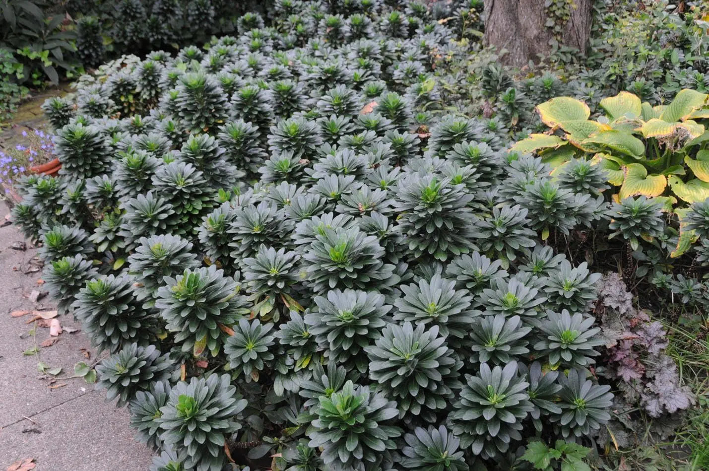 Mandelblättrige Wolfsmilch, Euphorbia amygdaloides ssp. 'Robbiae', Staude mit grünen, mandelförmigen Blättern, in Gartenumgebung