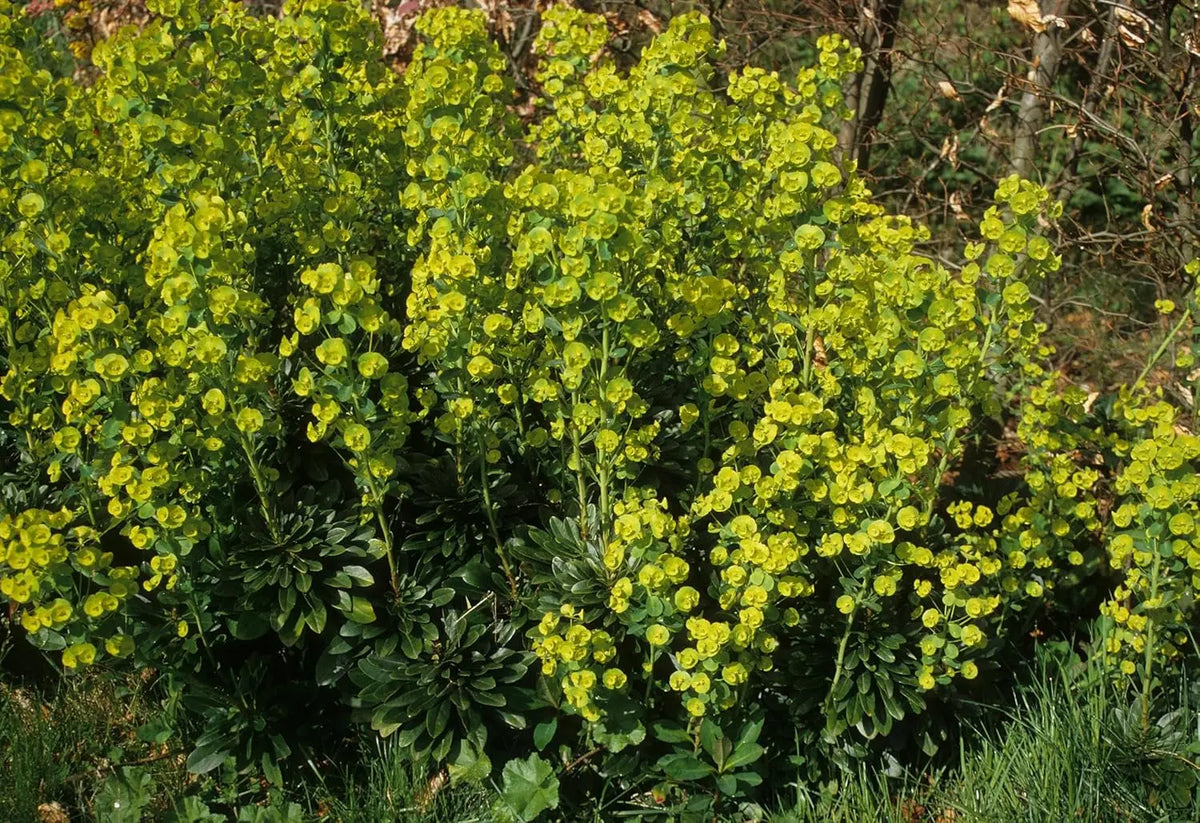 Mandelblättrige Wolfsmilch (Euphorbia amygdaloides ssp. 'Robbiae') Staude mit grünen, mandelförmigen Blättern, Stauden Gänge.
