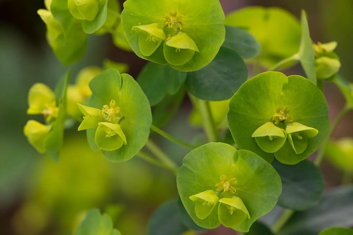 Mandelblättrige Wolfsmilch Euphorbia amygdaloides ssp. 'Robbiae', Staude mit grünem Laub und aufrechter Wuchs, Stauden Gänge