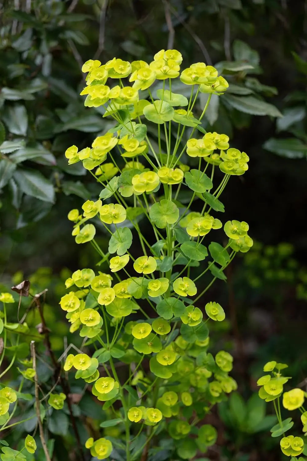 Staude Euphorbia amygdaloides ssp. 'Robbiae' Mandelblättrige Wolfsmilch mit grünen, schmalen Blättern und blassgrünen Blüten.