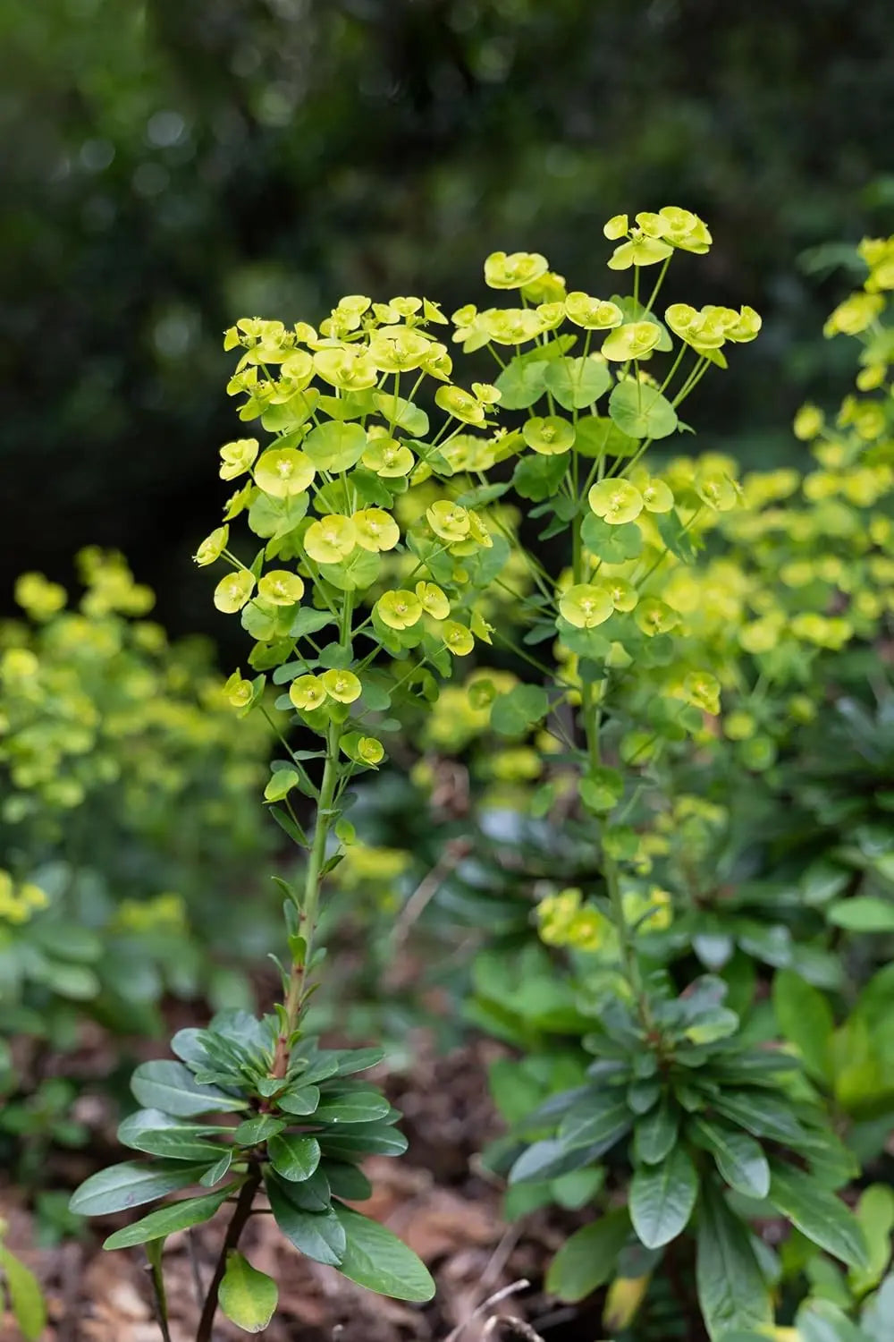 Staude Euphorbia amygdaloides ssp. 'Robbiae' mit mandelähnlichen Blättern, grüne Pflanze in Gartenumgebung.