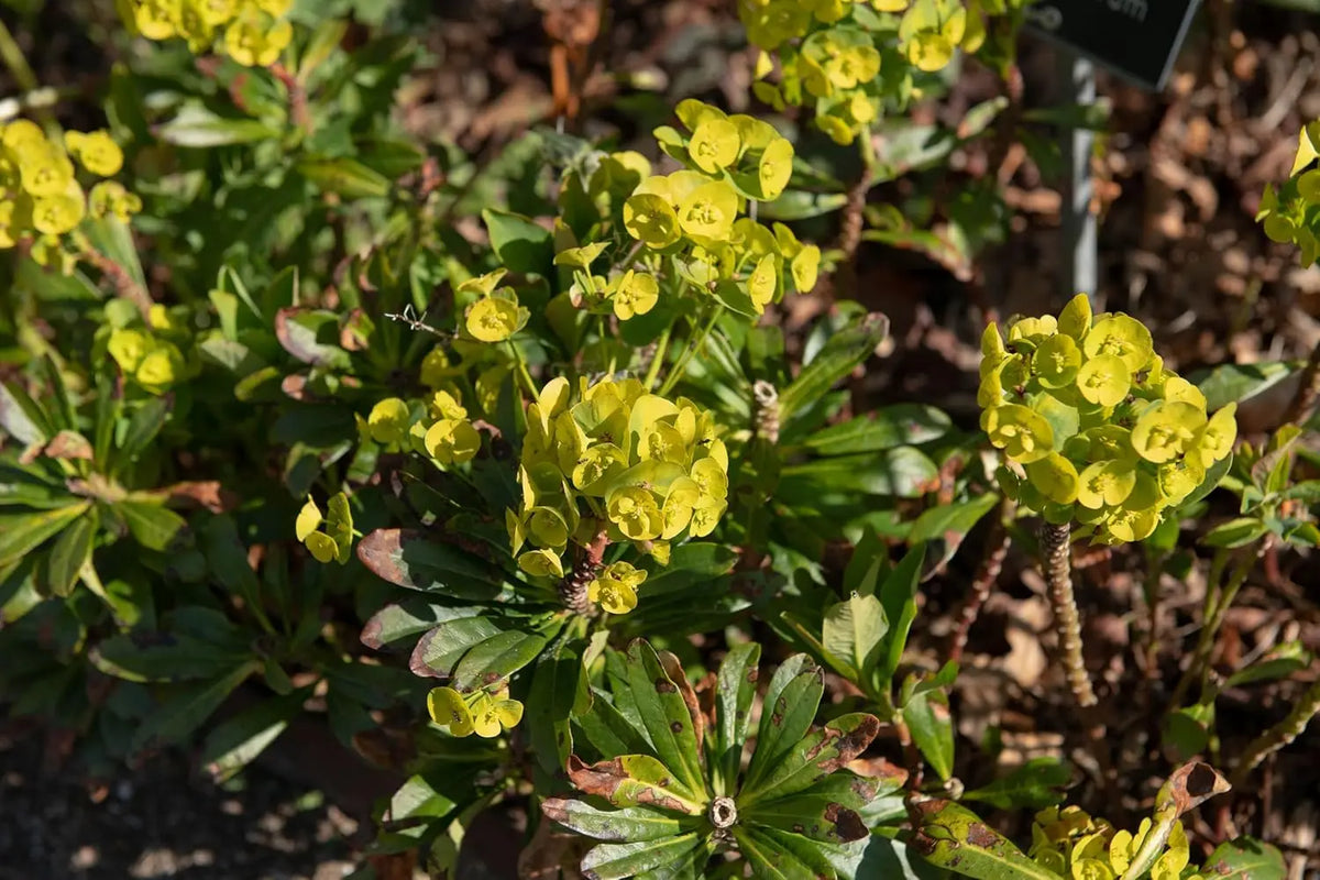 Mandelblättrige Wolfsmilch Euphorbia amygdaloides ssp. 'Robbiae' Staude mit grünen Blättern, im Garten gepflanzt, bei Stauden Gänge