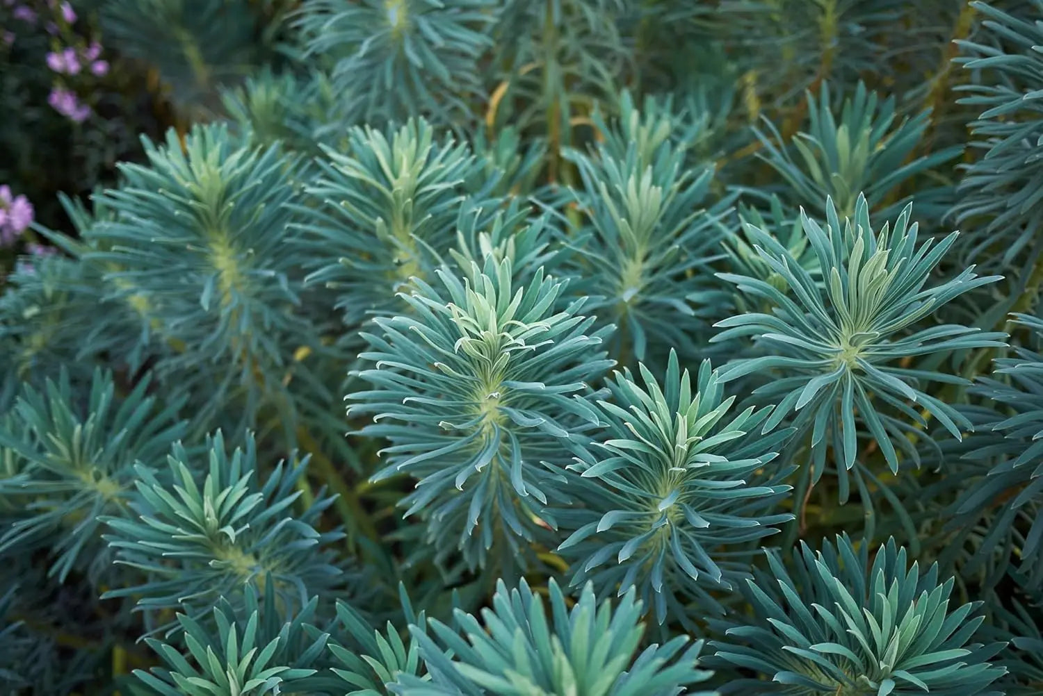 Bunte Euphorbia characias 'Blue Wonder' Mittelmeer-Wolfsmilch, mehrjährige Staude mit blauen Blättern und aufrechten Blütenständen.