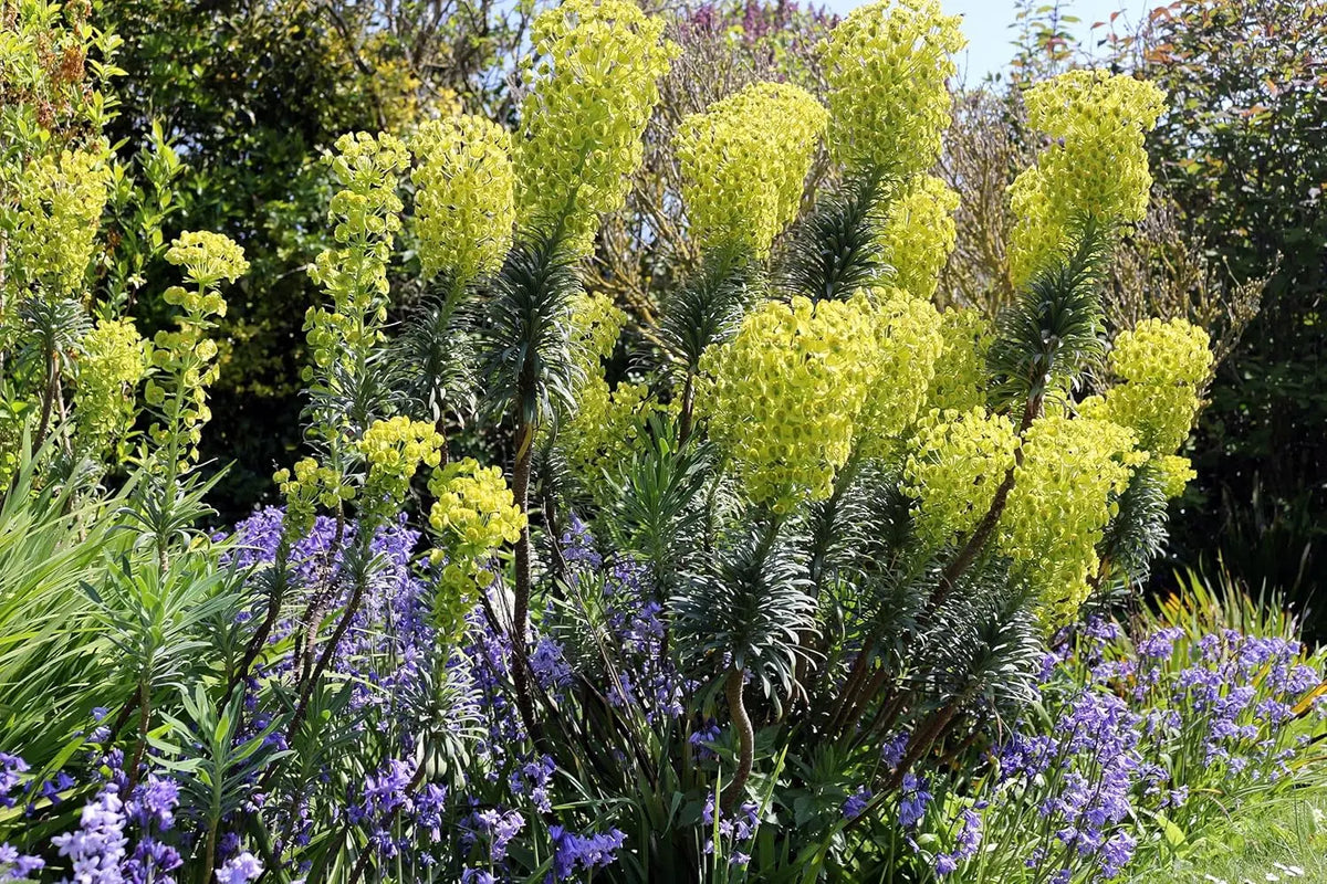 Mittelmeer-Wolfsmilch Euphorbia characias 'Blue Wonder' Staude mit blauen Blättern und aufrechter Wuchs, Stauden Gänge.
