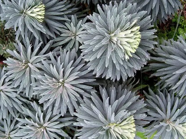 Mittelmeer-Wolfsmilch Euphorbia characias 'Blue Wonder' Staude mit blauen, buschigen Blättern und aufrechter Wuchs.