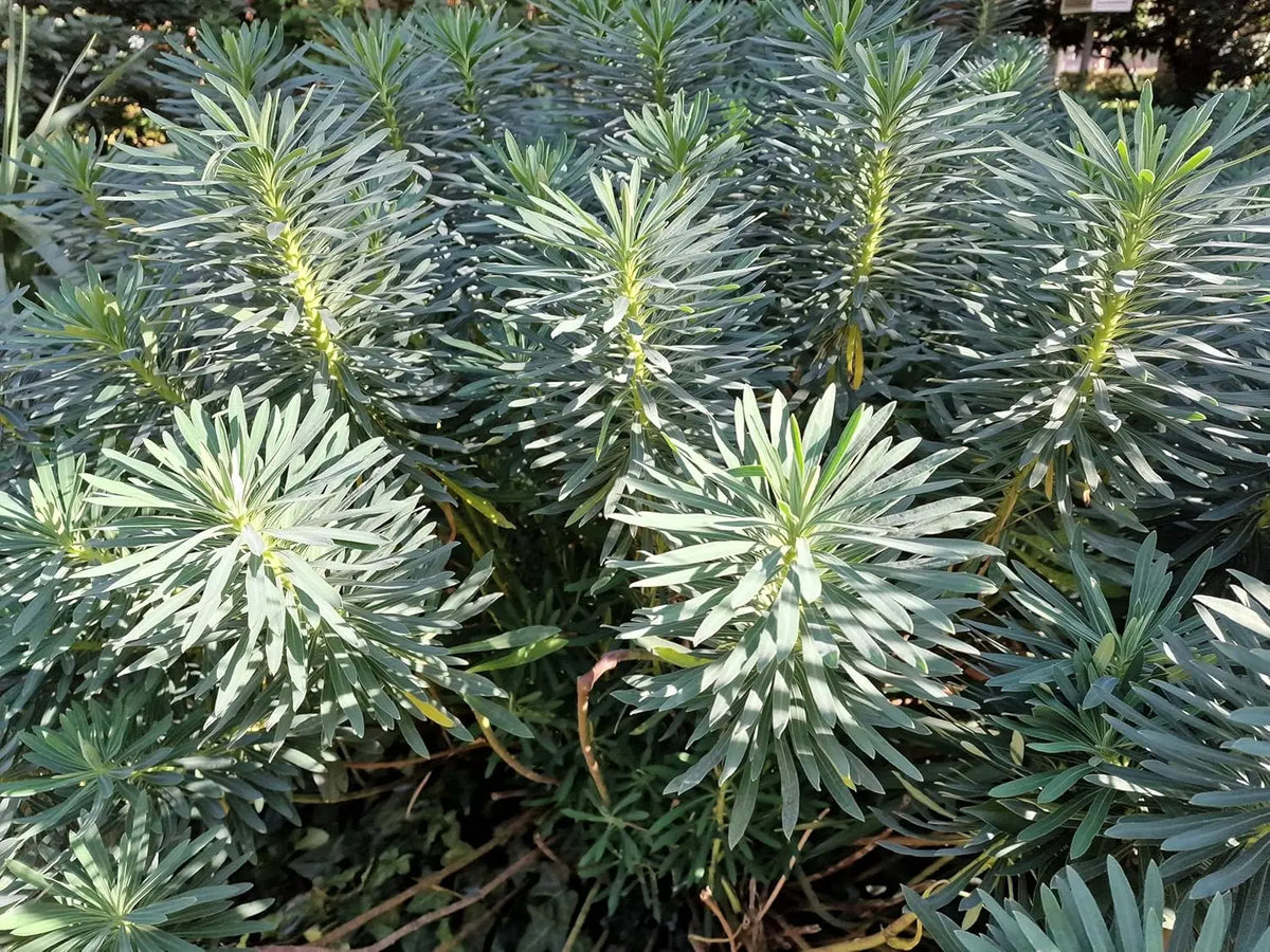Mittelmeer-Wolfsmilch Euphorbia characias 'Blue Wonder' Staude mit blauen Blättern und aufrechter Wuchs, von Stauden Gänge.