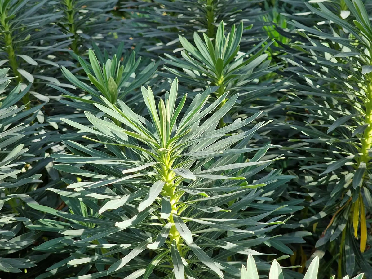 Mittelmeer-Wolfsmilch Euphorbia characias 'Blue Wonder' Staude mit blauen Blättern und aufrechter Wuchs, Stauden Gänge