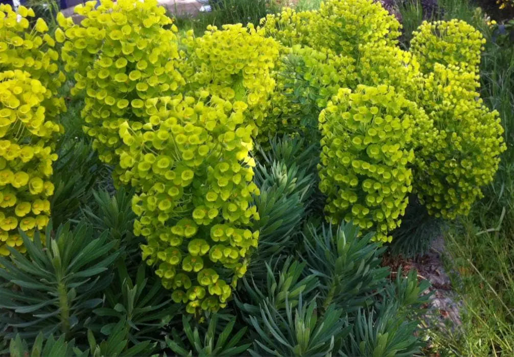 Mehrjährige Euphorbia characias ‚Wulfenii‘, Mittelmeer-Wolfsmilch, mit grünen Blättern und gelben Blüten, Stauden Gänge