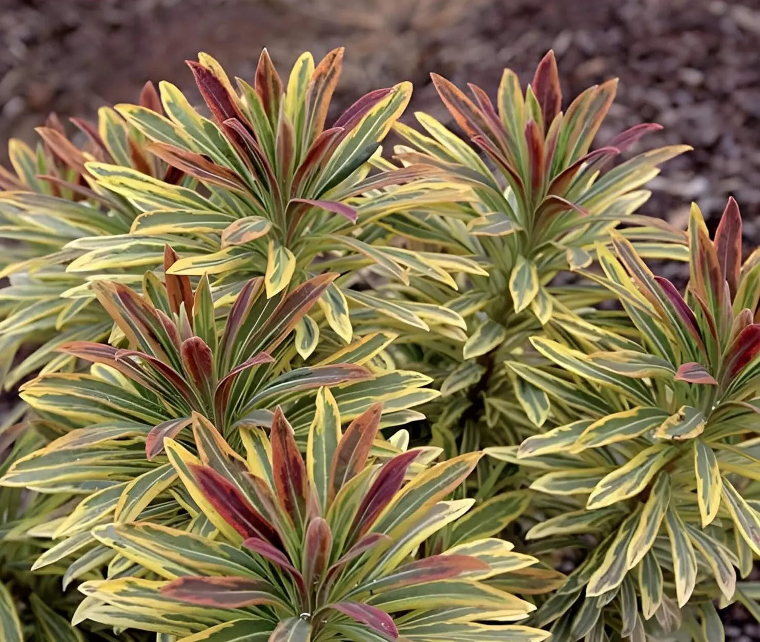 Bunte Euphorbia martinii 'Ascot Rainbow'® Staude mit bunten Blättern, wächst auf einem Gartenboden, von Stauden Gänge.