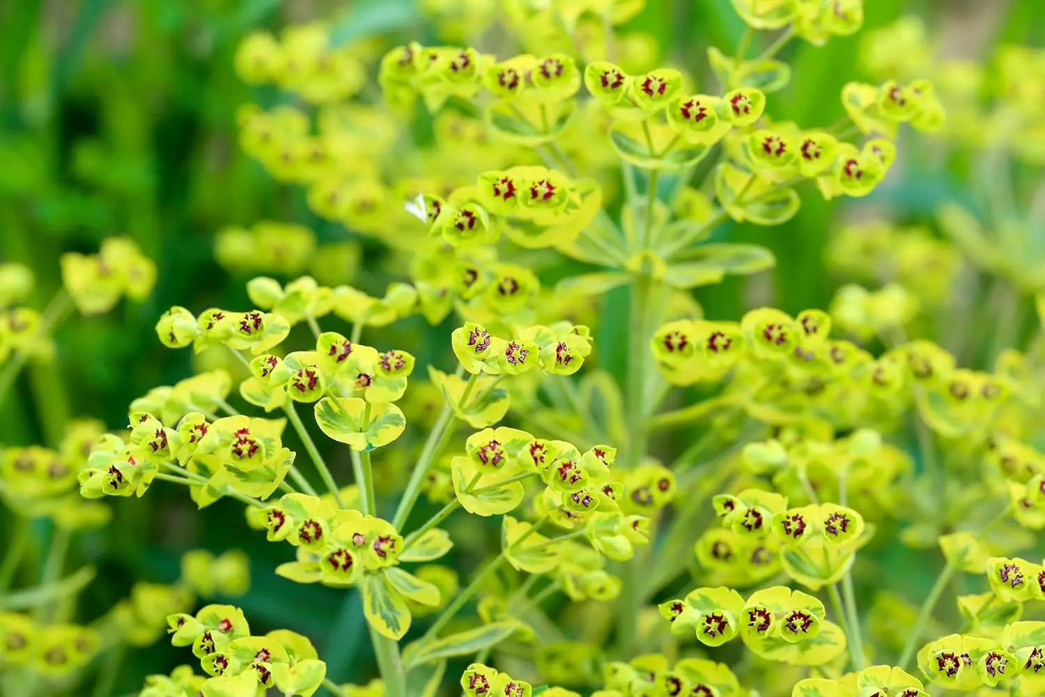 Euphorbia martinii 'Ascot Rainbow'® Staude von Stauden Gänge mit buntem, blühendem Wuchs, grüne und gelbe Blätter, natürliche Nahaufnahme