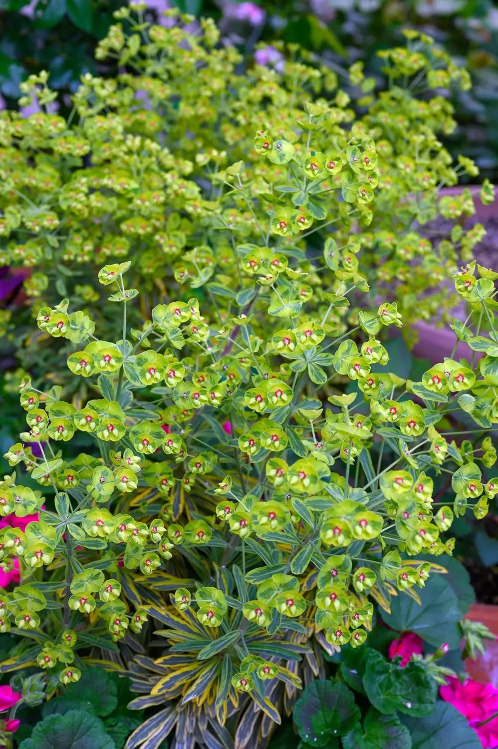Bunte Euphorbia martinii 'Ascot Rainbow'® Staude mit grünen und bunten Blättern, in einem Gartenbeet.