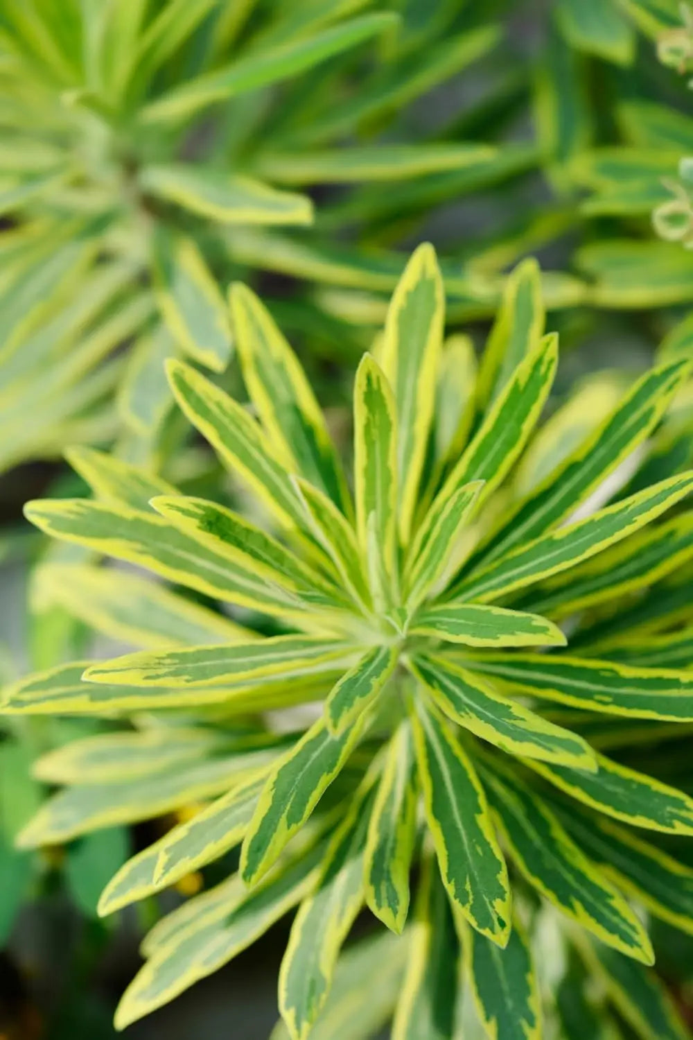 Bunte Staude Euphorbia martinii 'Ascot Rainbow' von Stauden Gänge, mit bunten Blättern und aufrechter Wuchs.